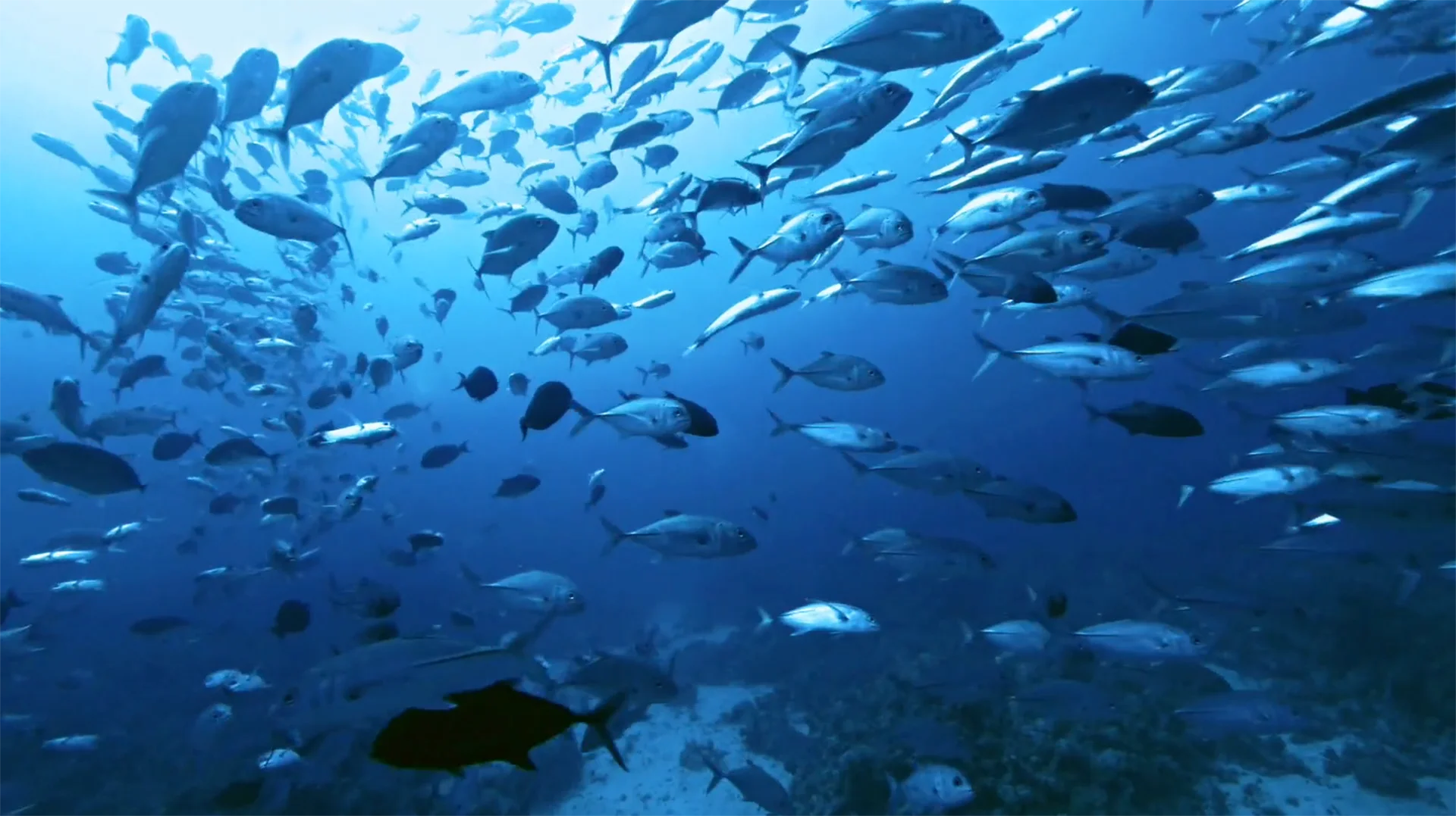 Un banc de poissons sous l'eau