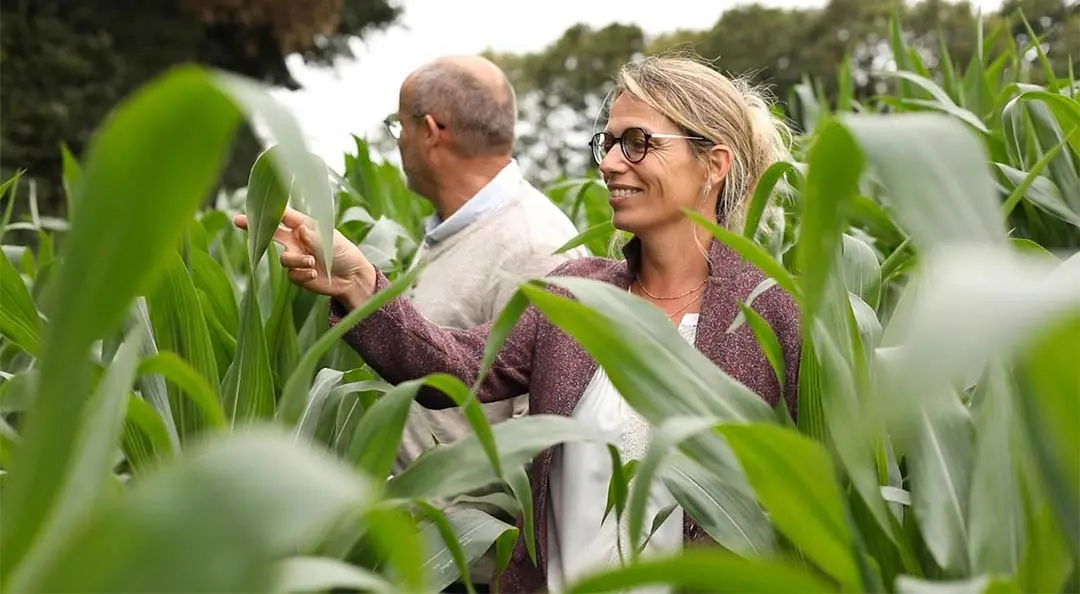 Femme et homme observant des plants de maïs, illustrant les liens entre agriculteurs et réflexion sur l’élevage durable